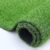 Grass